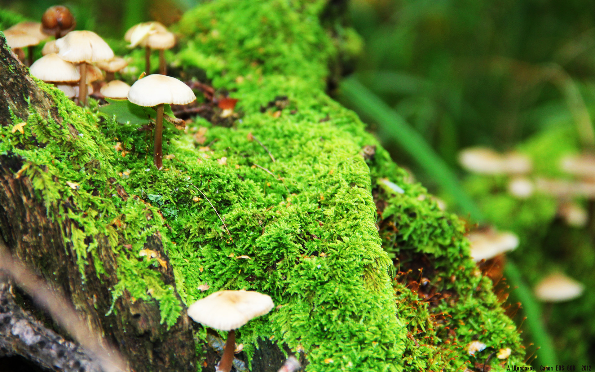 DOTA2赛事中的冷门英雄：为何鲜有人问津，他们真的弱吗？，dota2冷门又厉害的英雄